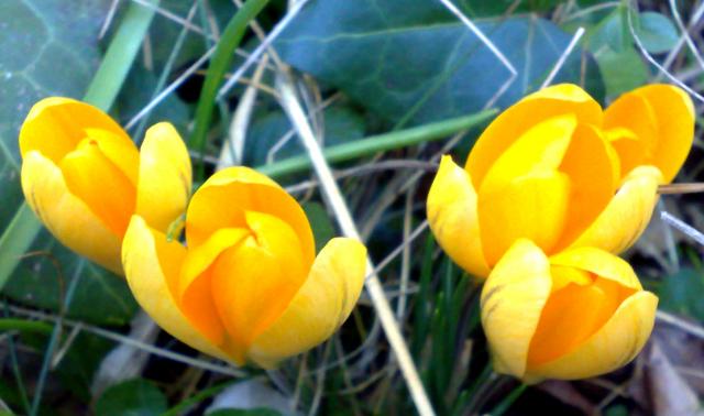 Crocus